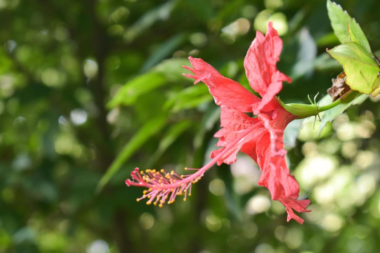 Passiflora Lodge Tambopata Puerto Maldonado Eksteriør bilde