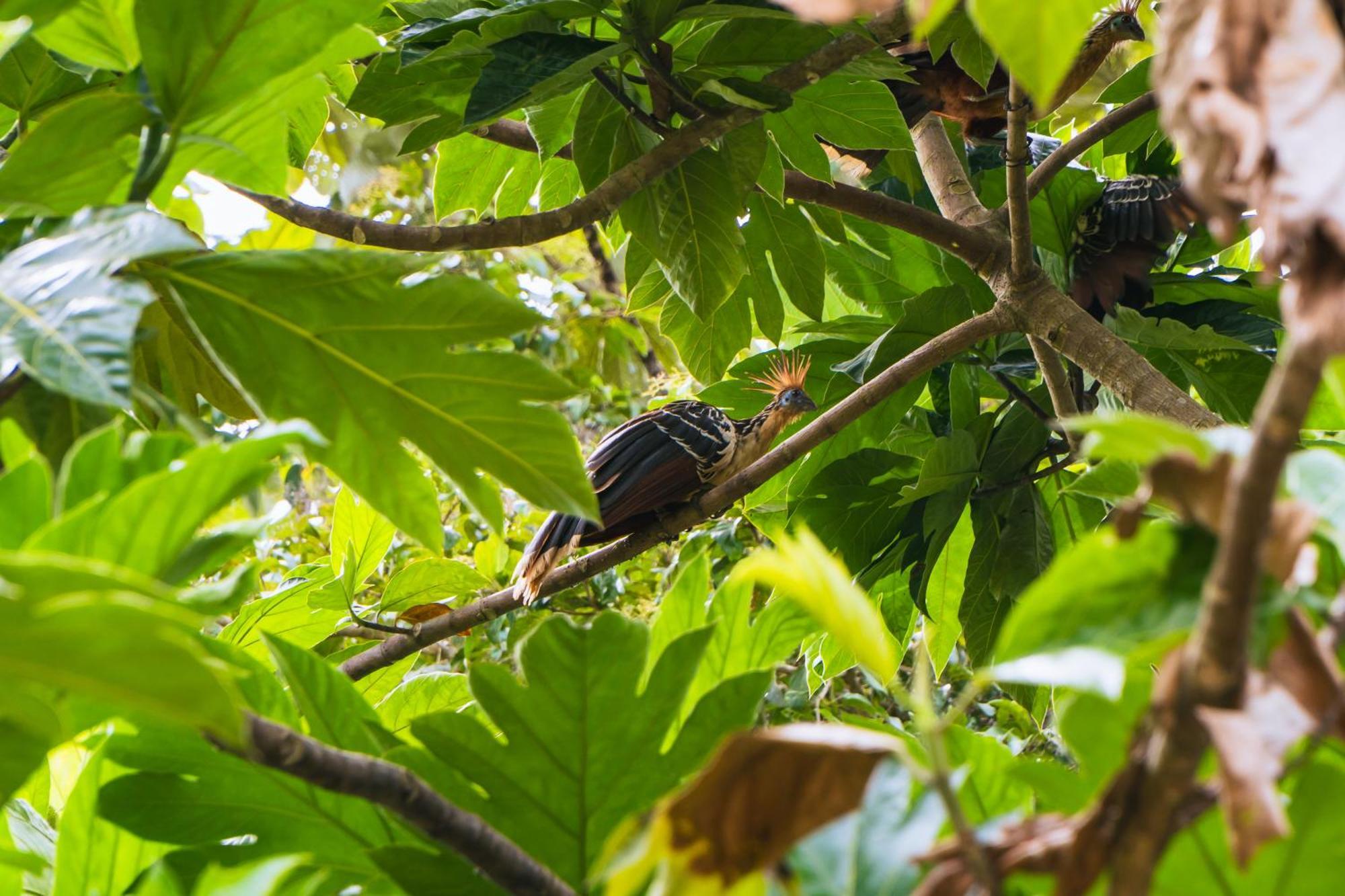 Passiflora Lodge Tambopata Puerto Maldonado Eksteriør bilde