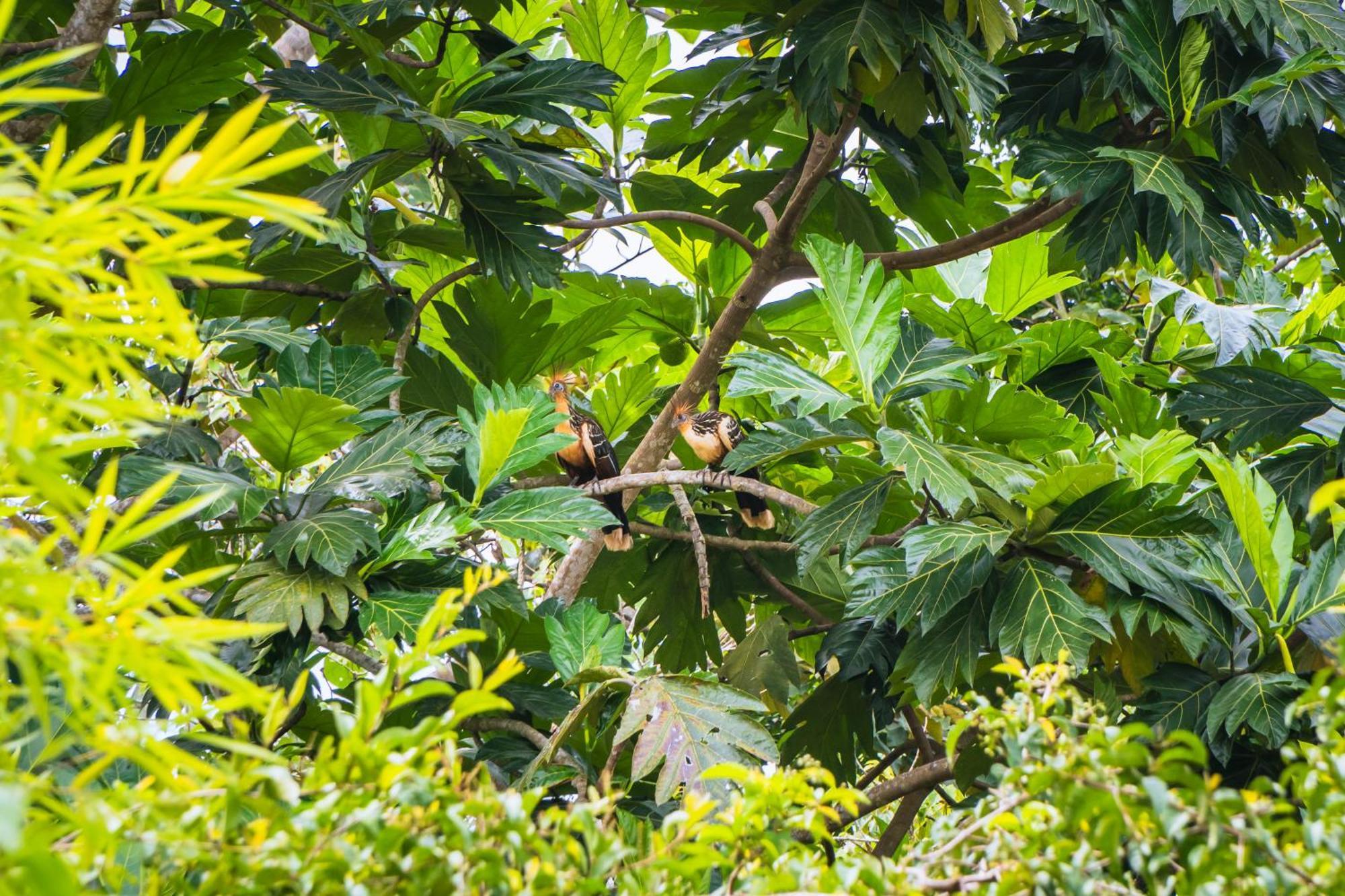 Passiflora Lodge Tambopata Puerto Maldonado Eksteriør bilde